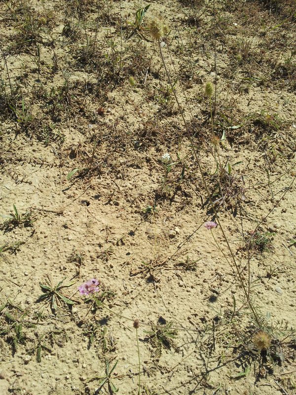 pianta da determinare - Scabiosa cfr. triandra